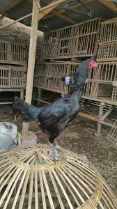 Jual doc ayam joper kediri. Peternak Ayam Bk Kec Kandangan Kediri 2021