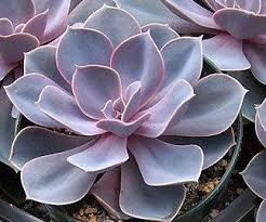 Light is a necessity when caring for cactus. Echeveria Perle Von Nurnberg Rare Succulent Plant Hen And Chickens Cactus Cacti Succulents Planting Succulents Echeveria