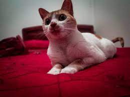 I Cat Care To Catch A Thief Cast E Catamaran Cathouse Ca Cat Gifts G Cat 4 Plus Cat Tattoo Dog Friends A Cat Named Bob Cat Sitter