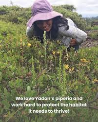 Image result for Hyparrhenia madaropoda