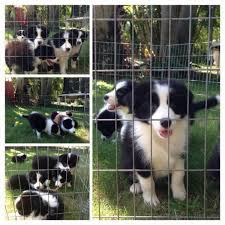 Free Local Classified Ads Border Collie Puppies Collie Puppies World Cutest Dog