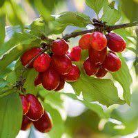 Vous souhaitez accueillir et protéger les oiseaux dans votre jardin ? Quels Arbustes A Baies Pour Les Oiseaux