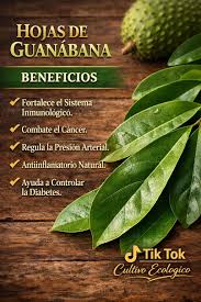 Beneficios de las Hojas de Guanábana para la Salud | TikTok