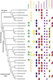 Image result for Melastomastrum segregatum
