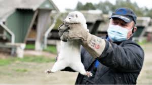 Be prepared for this time of their lives, and get them fixed if you don't want them to breed. Covid 19 In Animals Review Part 4 Mustelids Mink And Ferrets Worms Germs Blog