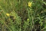 Image result for Sphedamnocarpus