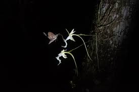 Ghosts Of The Everglades Biographic