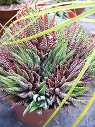 Haworthia attenuata