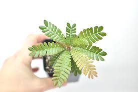 Image result for Biophytum