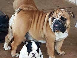 Miniature Bulldogs For Sale English Bulldog Breeder Rare Mississippi English Bulldog Rescue Home F Bulldog Rescue English Bulldog Dog English Bulldog Breeders