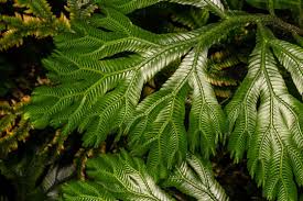 Image result for Selaginellaceae