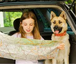 What do i need to do to bring my pets? Pet Health Certificates Do You Need Them When Traveling Muller Veterinary Hospital