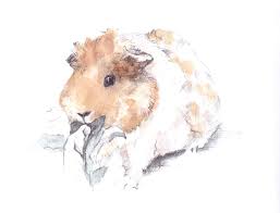 Die Abenteuer Meiner Fellkartoffeln Meerschweinchen Meerschweinchen Bilder Tierkunst