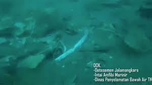 So laut wie eine schnurrende katze, 10 wie ein jumbojet) 7. Kondisi Di Dasar Laut Lokasi Jatuhnya Pesawat Sriwijaya Air Foto Tempo Co