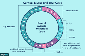 Cervical Mucus Calendar Little Chicks Cervical Mucus