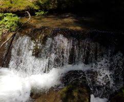 La toate acestea se adauga prestari servicii silvice pentru o suprafata de 1298 ha persoane fizice. Licitatie Masa Lemnoasa Pe Picior R P L Ocolul Silvic Valea HaÈegului R A