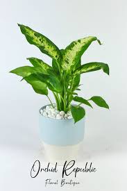 Image result for beautiful dieffenbachia