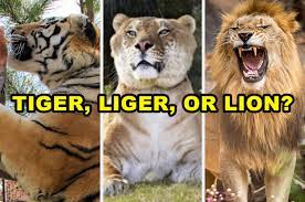 The 1960s produced many of the best tv sitcoms ever, and among the decade's frontrunners is the beverly hillbillies. Quiz Which Big Cat From Tiger King Are You