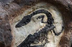 Fossils Grand Canyon Dance Page Flutecore Kenya2009 Site Map South Africa Facts Animal Art Prints Dinosaur Fossils