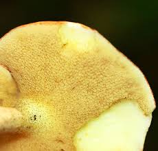 Image result for Suillus weaverae