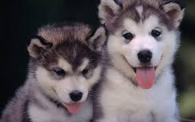 Alaskan Malamute Puppies Everything You Should Know About This Stunning Sled Dog The Dog People By Rover Com