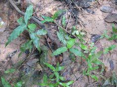 Image result for Floscopa africana