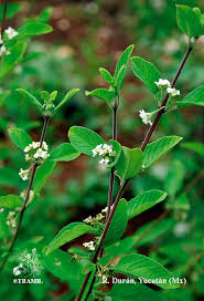 Image result for Lippia