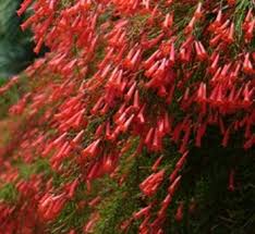 Image result for Russelia sarmentosa