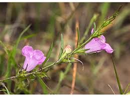 Image result for Hermannia parvula