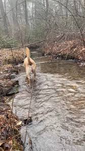 A drop off appointment is when your pet is left with us for their. The Pet Vet On Patton Startseite Facebook