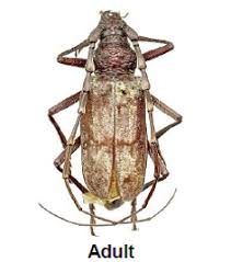 Some of the most common of these are plum curculio, oriental fruit moth, peachtree borer, lesser peachtree borer, shothole borer, catfacing insects, scale, japanese beetle, and the green june beetle. Cherry Insect Pests Vikaspedia