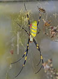 Black And Yellow Spider Texas Poisonous Juro Spider Spider Species Spider Arachnids Spiders