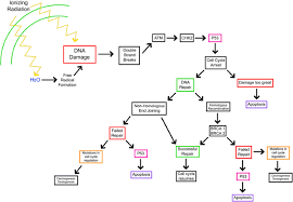 Maybe you would like to learn more about one of these? Radioprotective Agents To Prevent Cellular Damage Due To Ionizing Radiation Journal Of Translational Medicine Full Text