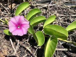 Image result for Ipomoea venosa
