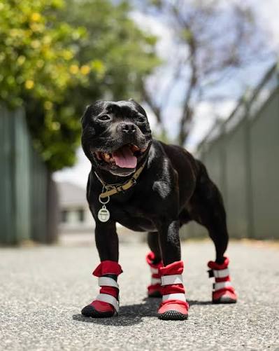 Show me a cooler guy in red boots. I'll wait. 🕛️⁠ ⁠ Boots aren't just for snow days, in hot temperatures pavement can actually burn our paws. You can check whether the