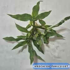 Image result for Urochloa panicoides