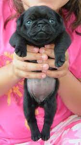 Baby Black Pug Pug Puppies Cute Pugs Cute Puppies