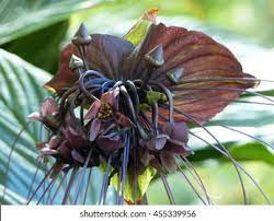 Bat Plant High Res Stock Images Shutterstock