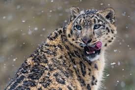 How Far Would You Go To See One Of The Rarest Creatures On Earth Rare Animals Wild Cats Snow Leopard