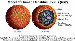 Hepatitis B Virus Hbv 3 D Model With Cut Away