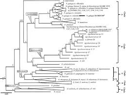 Image result for Rhizobium radiobacter, syn. Agrobacterium tumefaciens