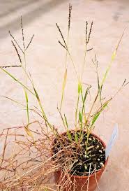 Image result for Baptorhachis foliacea