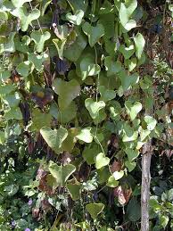 Image result for Aristolochia albida