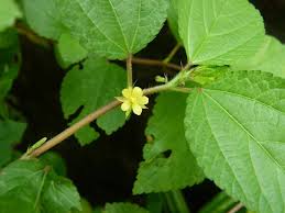 Image result for Triumfetta rhomboidea