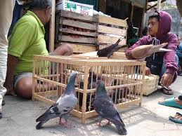 Sedang mencari atau ingin membeli burung dara berkualitas dengan harga yang terjangkau? Pasar Muntilan Pusatnya Merpati Balap Portal Jogja
