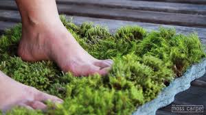 Image result for moss