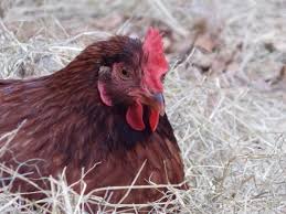 See more ideas about rhode island red, rhode island, chickens backyard. Chicken Breed Spotlight Rhode Island Reds