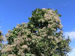 We did not find results for: Clematis Vitalba Clematis Vitalba Baumschule Horstmann