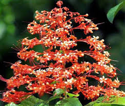 The flowers are followed by. Benefits Flower Pagoda