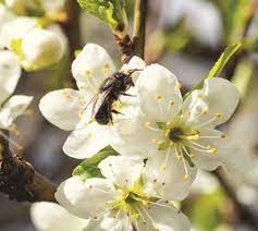 For the flowers are only human, and the valour and gold of a vagrant bold were always dear to woman. How To Create A Pollinator Friendly Garden David Suzuki Foundation